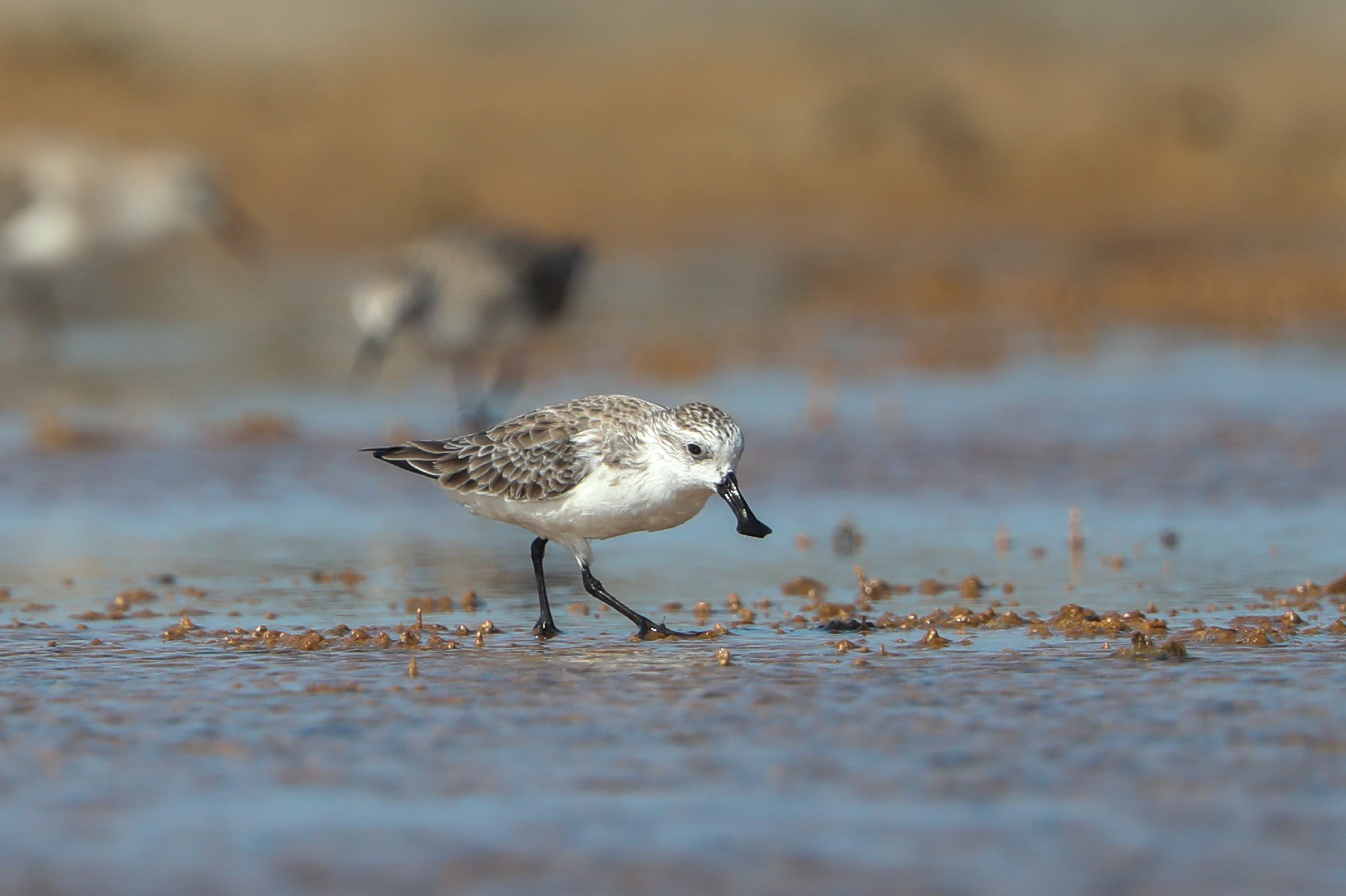 Spoon-billed Sandpiper